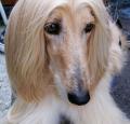 Afghan Hound Pictures 1