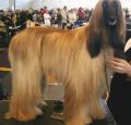 Afghan Hound Pictures 2