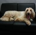 Afghan Hound Pictures 3