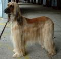 Afghan Hound Pictures