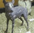 African Hairless Dog