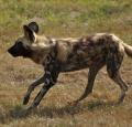 African Wild Dog Pictures