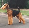 Airedale Terrier Pictures 1