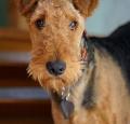 Airedale Terrier Pictures 2
