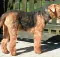 Airedale Terrier Pictures 3