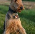 Airedale Terrier Pictures 4