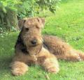 Airedale Terrier Pictures 5