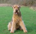 Airedale Terrier Pictures 6