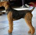 Airedale Terrier Pictures