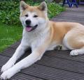 Akita Pictures 2
