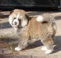 Akita Puppy Pictures