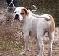 Alapaha Blue Blood Bulldog