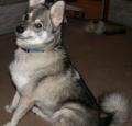 Alaskan Klee Kai Pictures