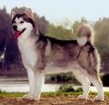 Alaskan Malamute Pictures 1