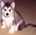 Alaskan Malamute Puppy Pictures