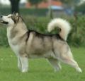 Alaskan Malamute