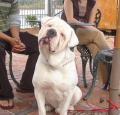 Altman White English Bulldog Pictures