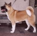 American Akita Pictures 1