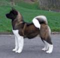 American Akita