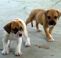 American Bulldog Pictures 1