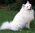 American Eskimo