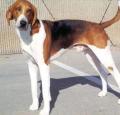 American Foxhound