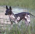 American Hairless Terrier