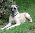 American Mastiff