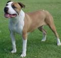 American Staffordshire Terrier