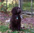 American Water Spaniel Pictures