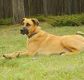 Anatolian Mastiff Pictures