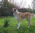 Anatolian Shepherd