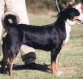 Appenzeller Sennenhund Pictures