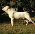 Argentine Dogo Pictures