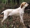 Ariege Pointer