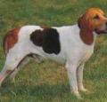 Artois Hound