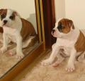 Australian Bulldog Pictures