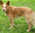 Australian Cattle Dog Pictures 1