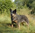 Australian Cattle Dog Pictures 3