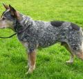 Australian Cattle Dog Pictures