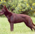 Australian Kelpie