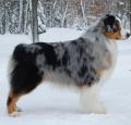 Australian Shepherd