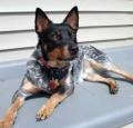 Australian Stumpy Tail Cattle Dog Pictures