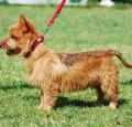 Australian Terrier Pictures