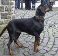 Austrian black and tan hound