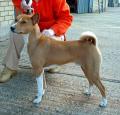 Basenji