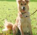 Basque Shepherd Dog