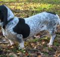 Basset Bleu de Gascogne