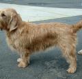 Basset Fauve de Bretagne