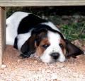 Basset Hound Puppy Pictures